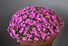 <em>Dianthus hybrid</em> 'Eileen Lever'